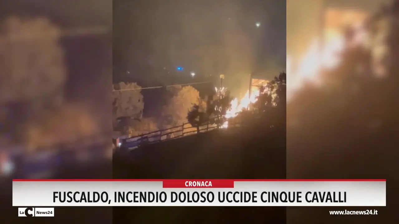 Fuscaldo, incendio doloso uccide cinque cavalli