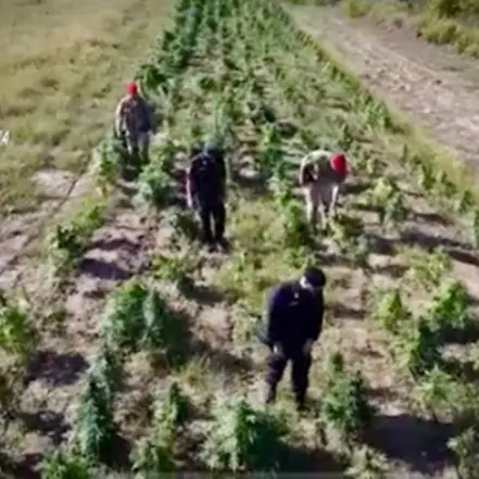 Produzione di 10mila piante di marijuana a San Calogero, la Cassazione conferma la coltivazione illecita