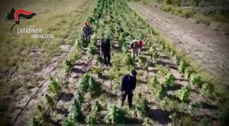 Produzione di 10mila piante di marijuana a San Calogero, la Cassazione conferma la coltivazione illecita