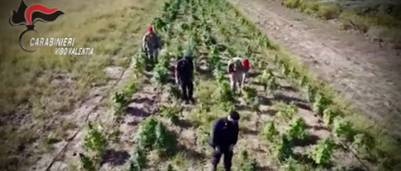 Produzione di 10mila piante di marijuana a San Calogero, la Cassazione conferma la coltivazione illecita