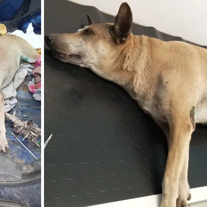 Soccorsi e solidarietà: parte la campagna per salvare Titina, cagnolina ferita a Portosalvo