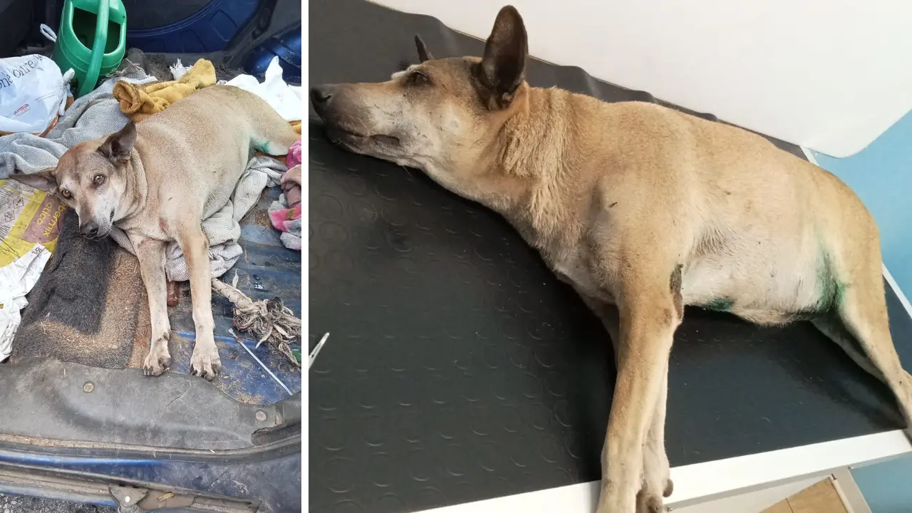 Cagnolina di Portosalvo investita e abbandonata: parte una raccolta fondi per salvare la vita a Titina\n