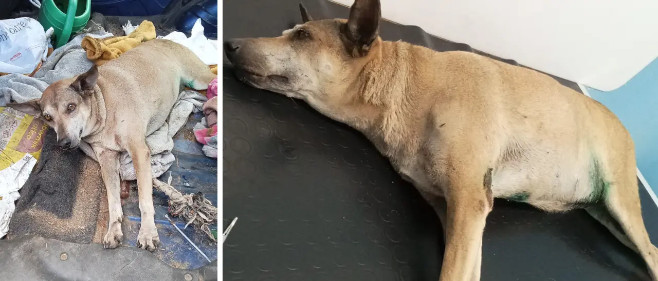 Cagnolina di Portosalvo investita e abbandonata: parte una raccolta fondi per salvare la vita a Titina\n