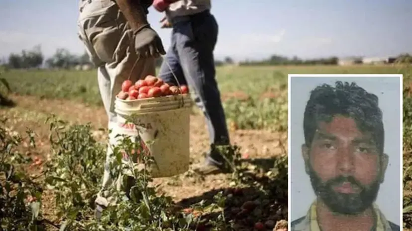 L’arto amputato, il sangue e la frase choc: «È morto, dove lo butto?» Il racconto del bracciante che accusa Antonello Lovato\n