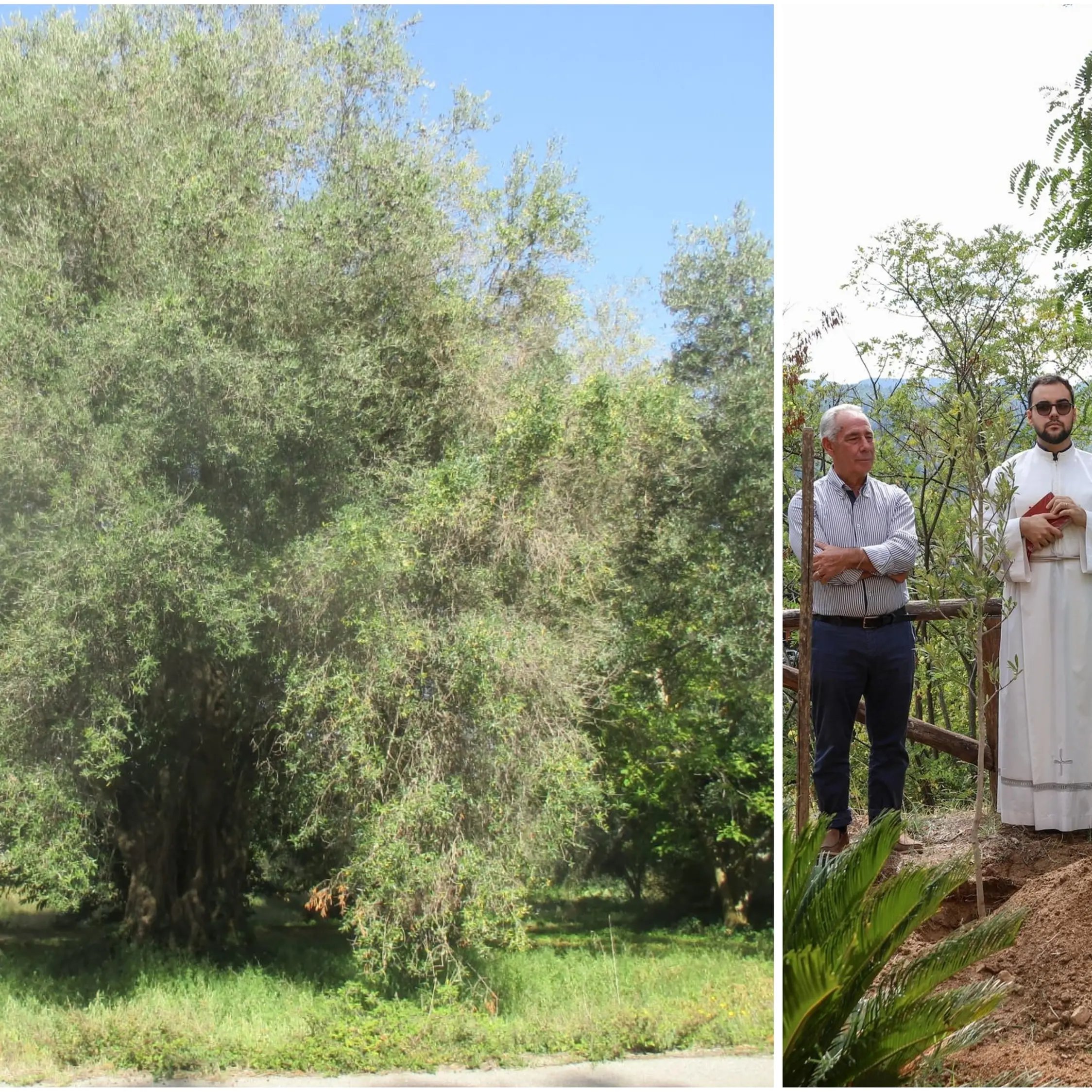 La rinascita dell'Olivo della Madonna: Anna Rotella trasforma la tradizione calabrese in progetto culturale e sociale\n