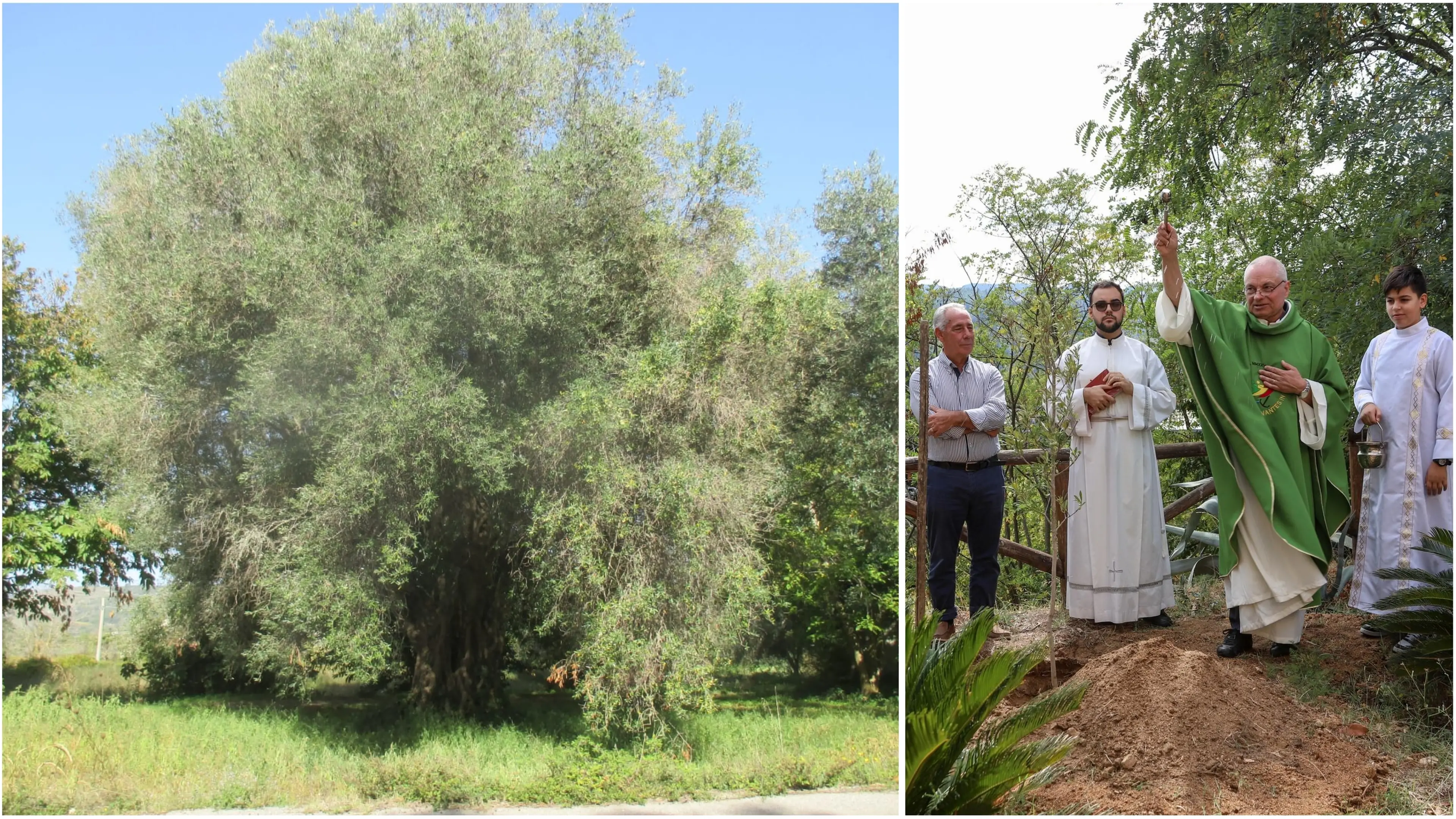 La rinascita dell'Olivo della Madonna: Anna Rotella trasforma la tradizione calabrese in progetto culturale e sociale\n