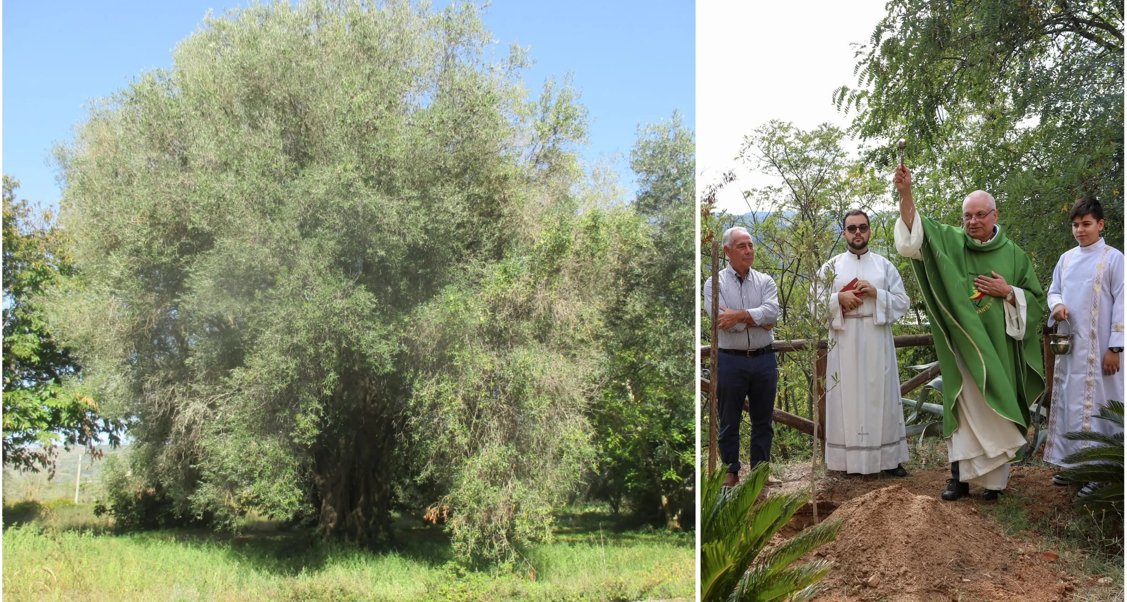 La rinascita dell'Olivo della Madonna: Anna Rotella trasforma la tradizione calabrese in progetto culturale e sociale\n