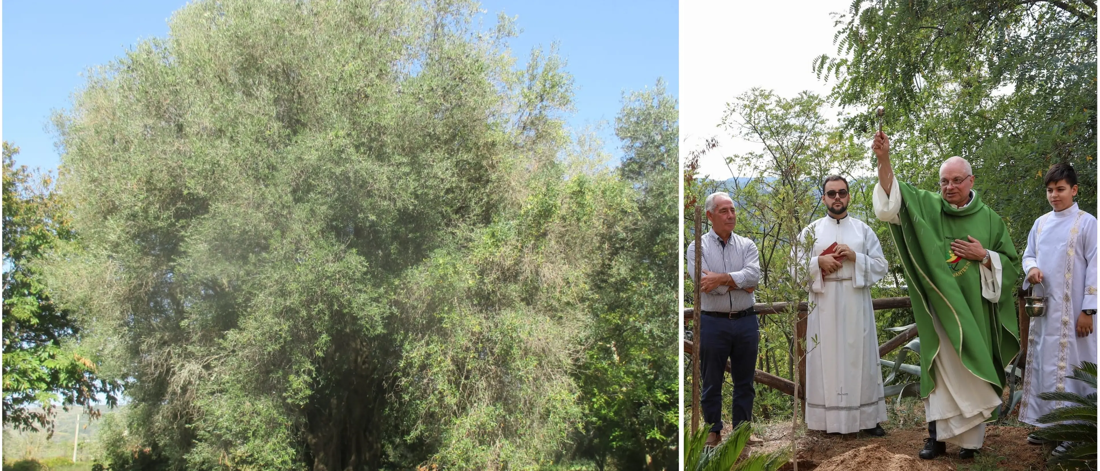 La rinascita dell'Olivo della Madonna: Anna Rotella trasforma la tradizione calabrese in progetto culturale e sociale\n
