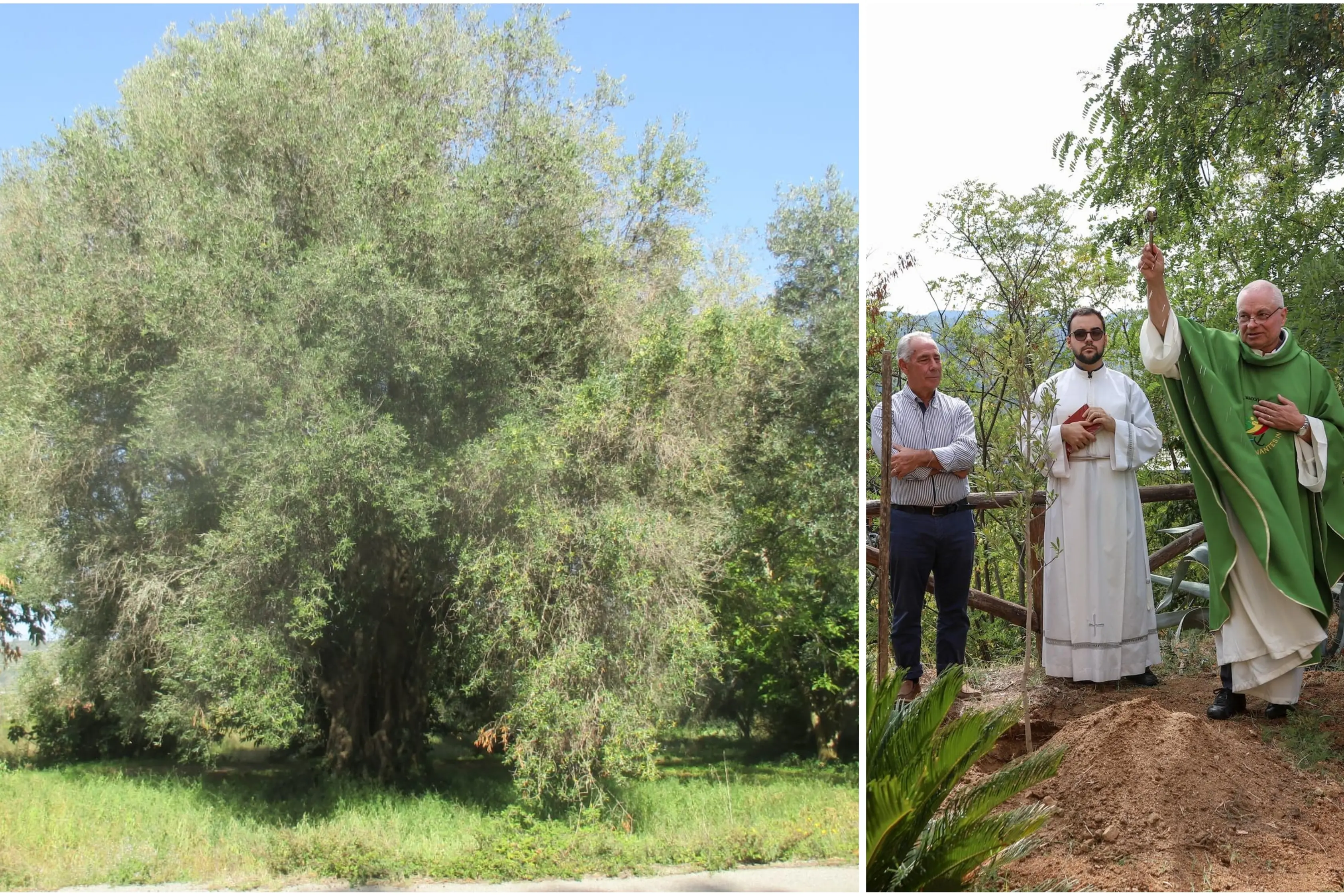 La rinascita dell'Olivo della Madonna: Anna Rotella trasforma la tradizione calabrese in progetto culturale e sociale\n