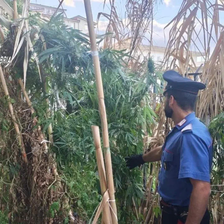Africo, nascondeva una piantagione di cannabis in casa mentre era ai domiciliari: arrestato