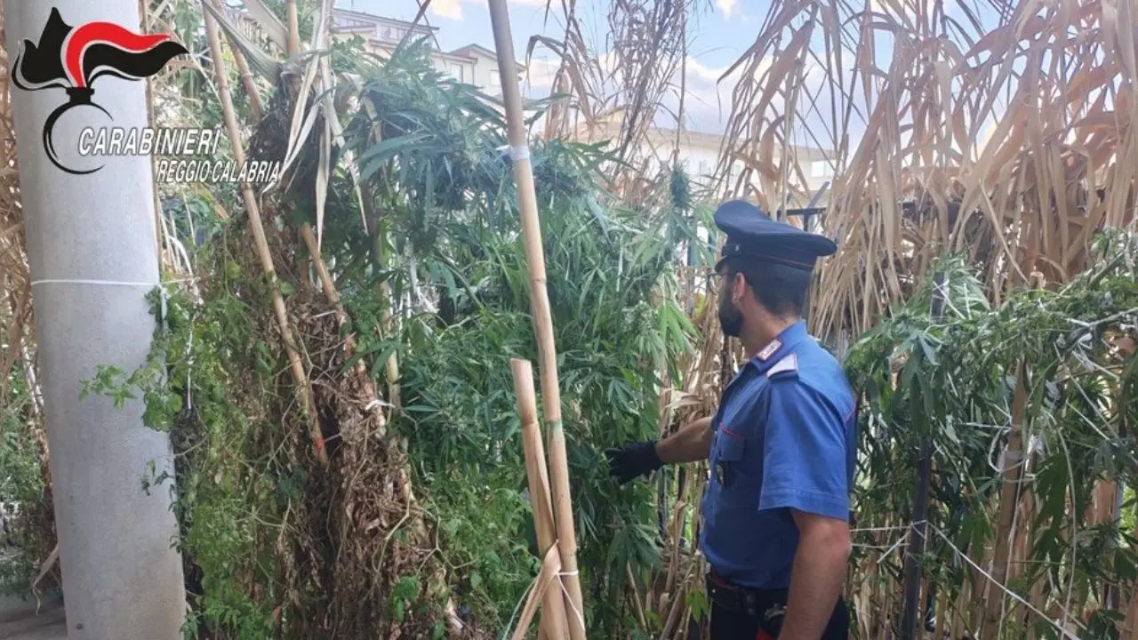 Africo, nascondeva una piantagione di cannabis in casa mentre era ai domiciliari: arrestato