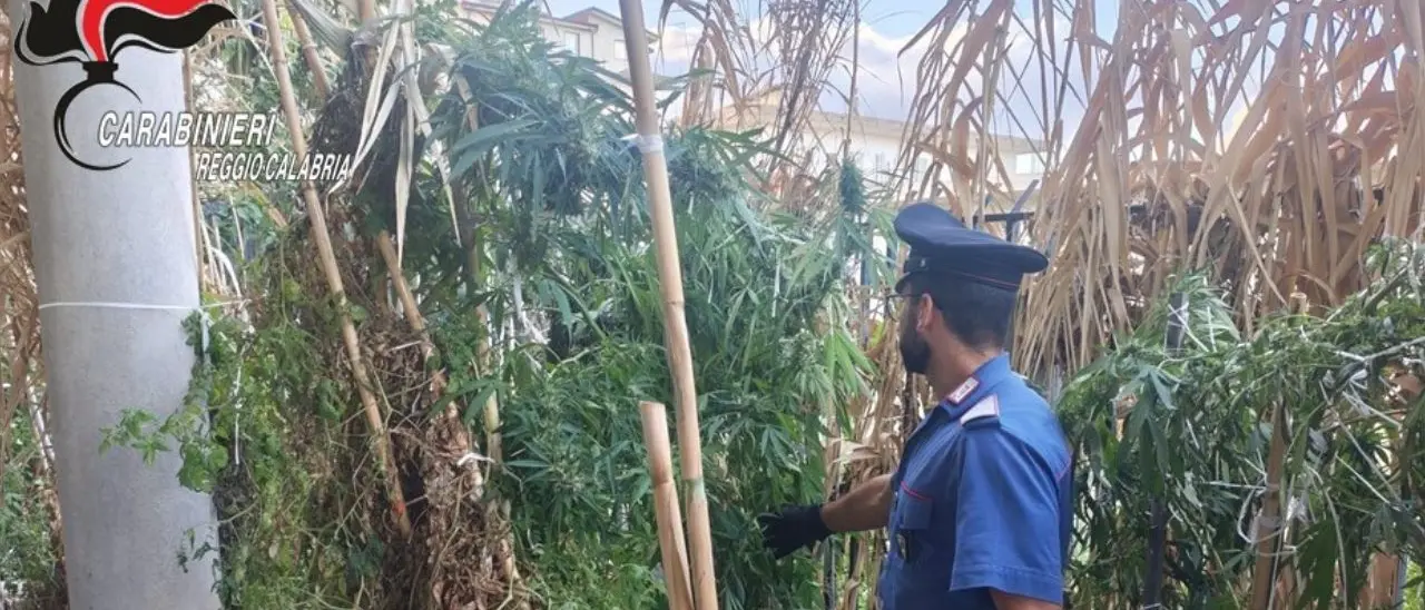 Africo, nascondeva una piantagione di cannabis in casa mentre era ai domiciliari: arrestato