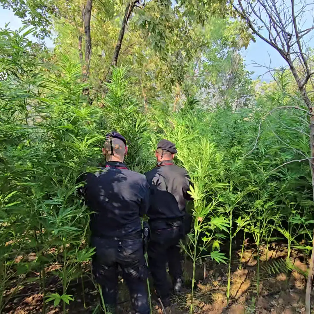 Blitz dei Carabinieri Forestali, scoperta piantagione di cannabis: due arresti