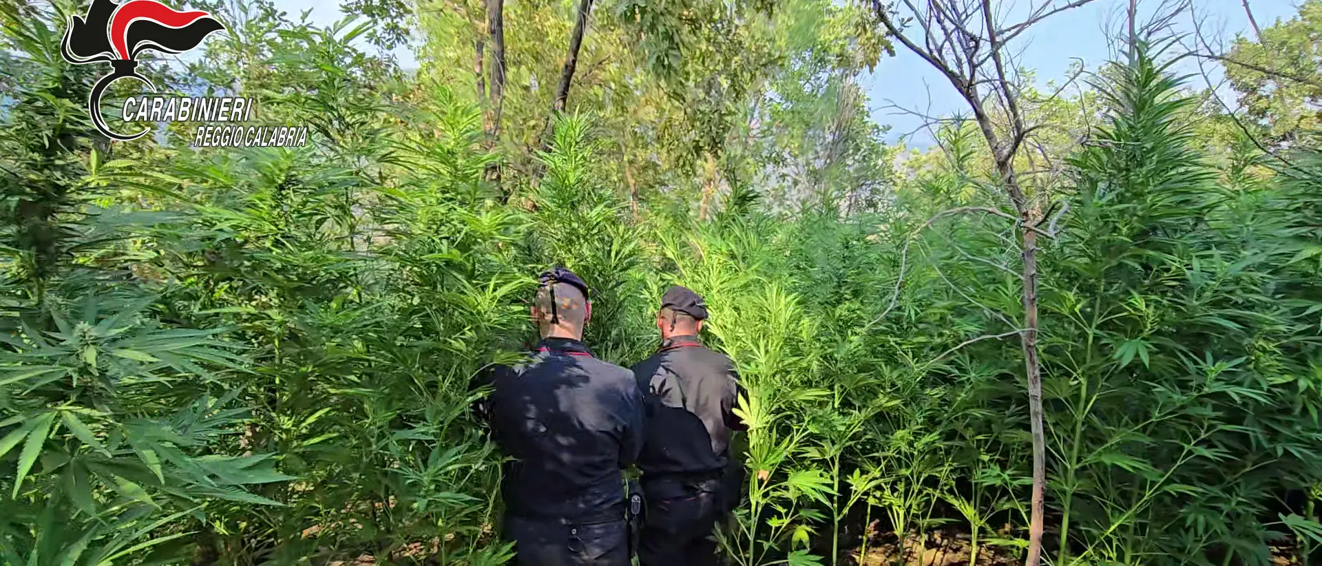 Blitz dei Carabinieri Forestali, scoperta piantagione di cannabis: due arresti