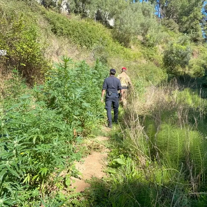 Delianuova, sequestrata piantagione di cannabis e denunciate tre persone - VIDEO
