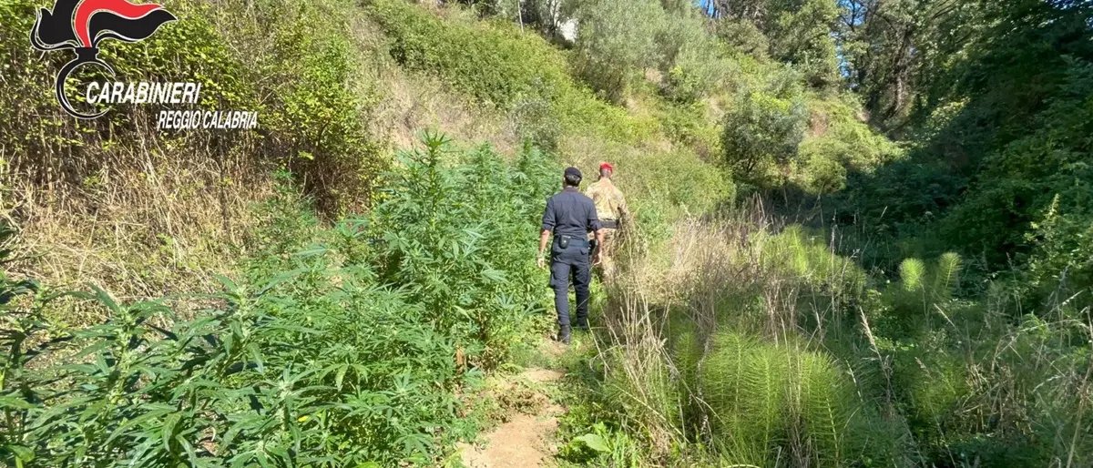 Delianuova, sequestrata piantagione di cannabis e denunciate tre persone - VIDEO