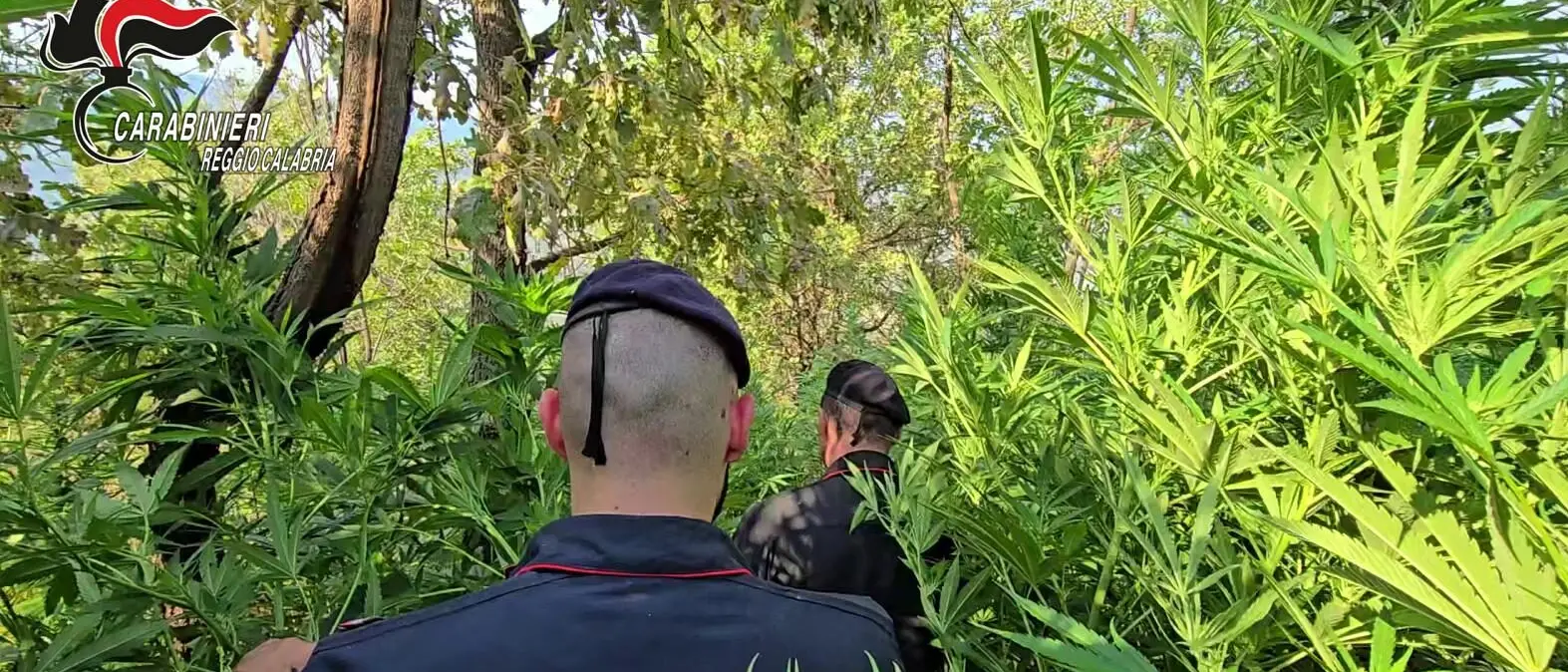 Aspromonte: nuova piantagione di Canapa indiana scoperta dai Carabinieri