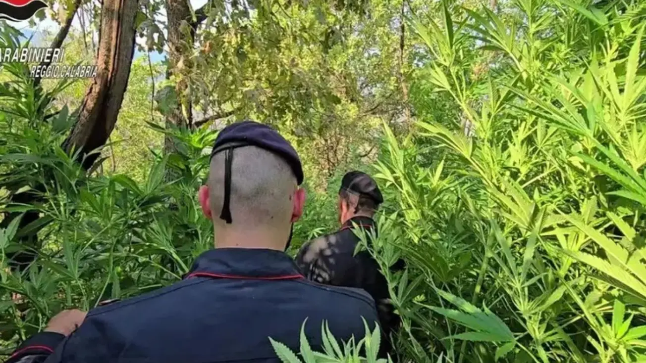 Trovate e distrutte 10mila piante di cannabis a Samo, l'USIC Calabria esprime gratitudine ai Carabinieri di Bianco
