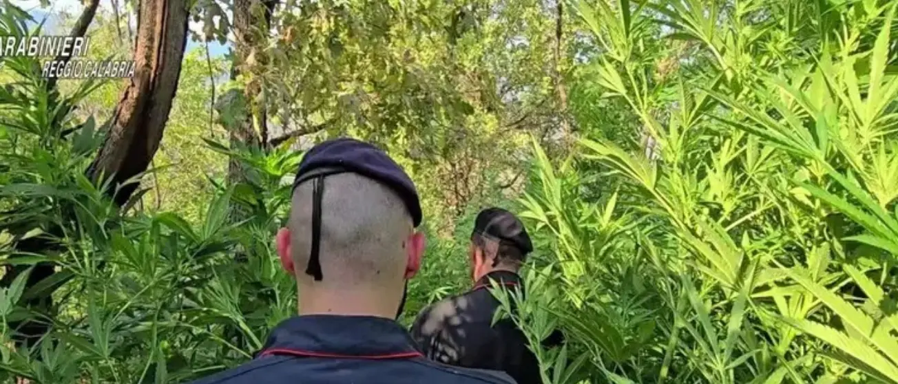 Trovate e distrutte 10mila piante di cannabis a Samo, l'USIC Calabria esprime gratitudine ai Carabinieri di Bianco