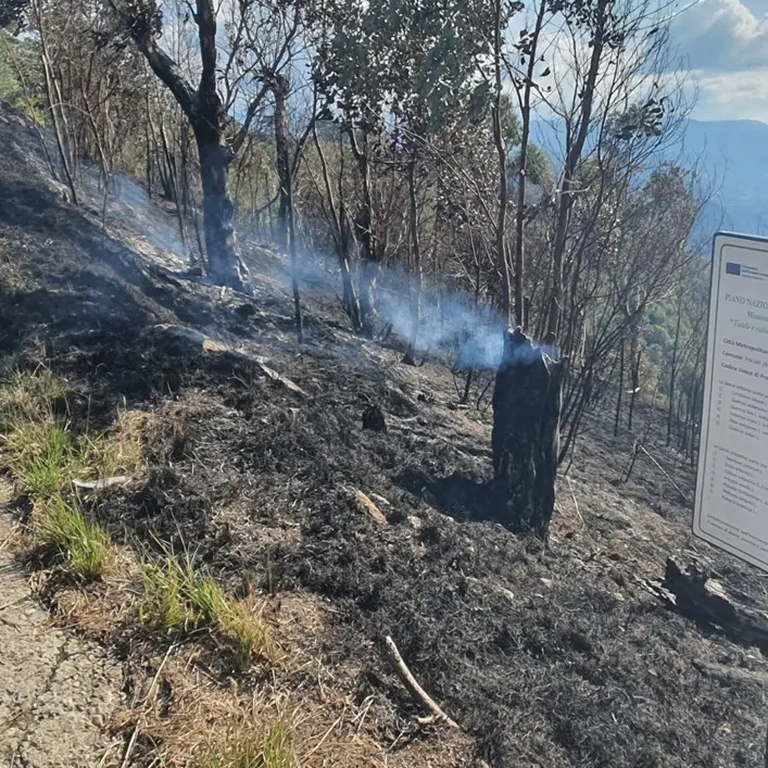 In fumo alberi sul Monte Tracciolino a Palmi, Falcomatà: «Attacchi subdoli. Non indietreggiamo»