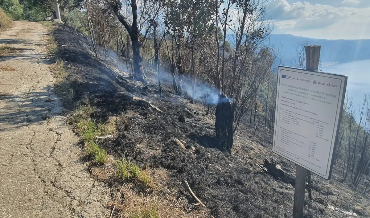 In fumo alberi sul Monte Tracciolino a Palmi, Falcomatà: «Attacchi subdoli. Non indietreggiamo»