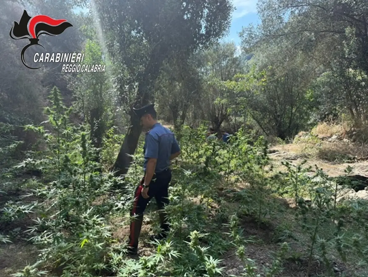 Platì, due uomini sorpresi a irrigare una piantagione di Marijuana: arrestati