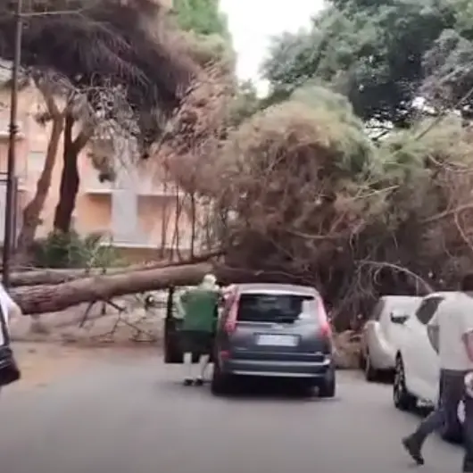 Reggio, crollano due alberi a Sbarre Inferiori