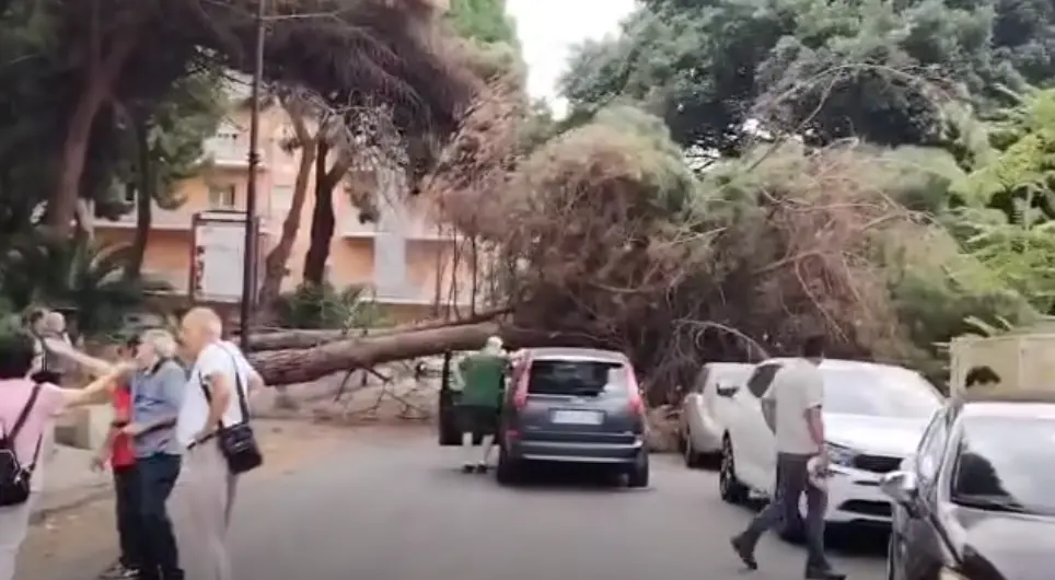 Reggio, crollano due alberi a Sbarre Inferiori