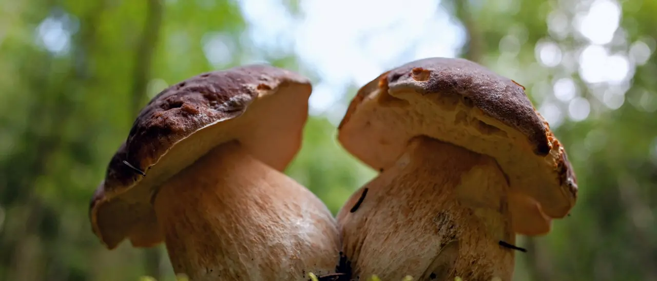 Degustazioni, talk e il concerto di Cecè Barretta: a Serra San Bruno il gran finale della festa del fungo\n