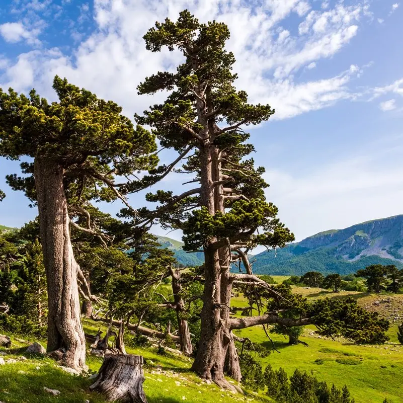 L’Uncem torna alla carica: «Occhiuto individui un assessore con deleghe a montagna, foreste e parchi»\n