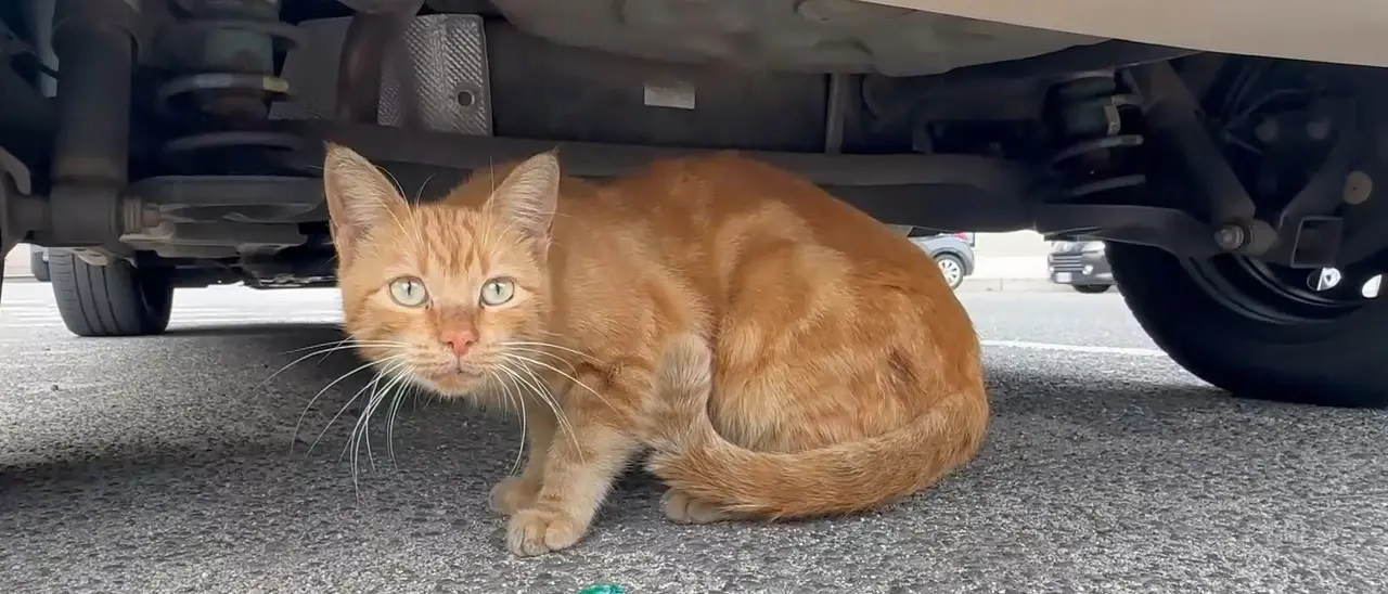 Soverato, l’impegno dell’associazione Amici mici\u00A0per contrastare il randagismo e offrire cure\u00A0ai piccoli animali in difficoltà