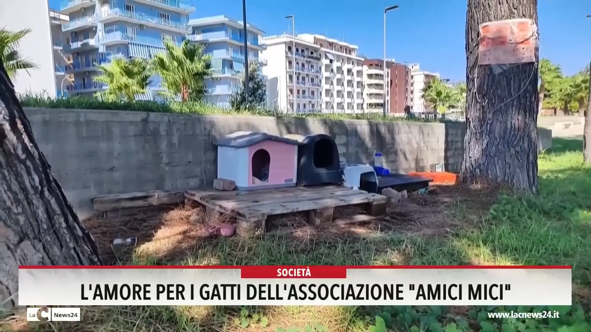 L'amore per i gatti dell'associazione Amici Mici