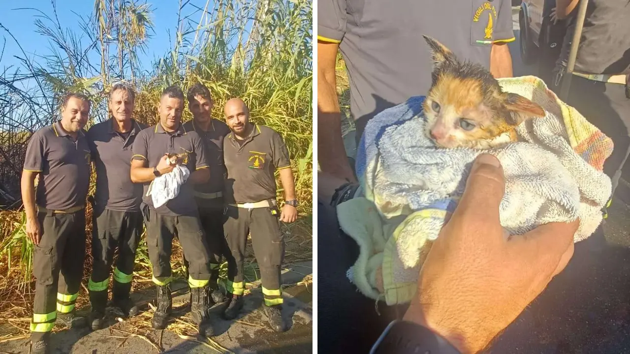 Briatico, gattino intrappolato in un canneto in fiamme salvato dai vigili del fuoco. È stato adottato da uno dei suoi soccorritori
