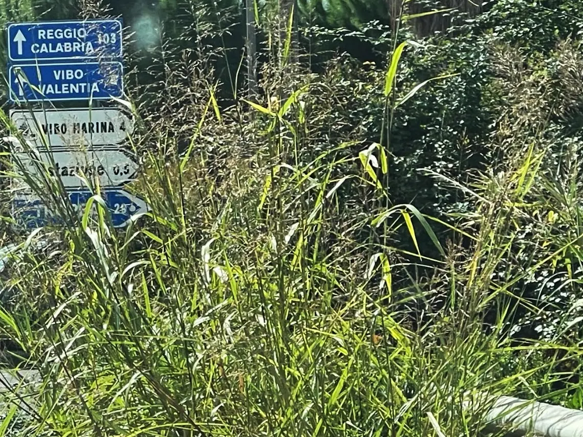 Cartelli stradali nella giungla vibonese, sulla Statale 18 serve il machete: «Rischi per gli automobilisti»