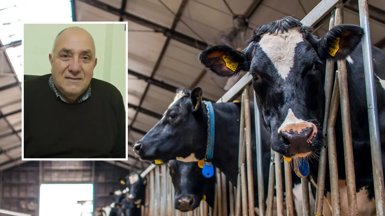 Maestrale, il presidente dei veterinari di Vibo Francesco Massara depone in aula: «Ecco come è cominciato il mio calvario»\n