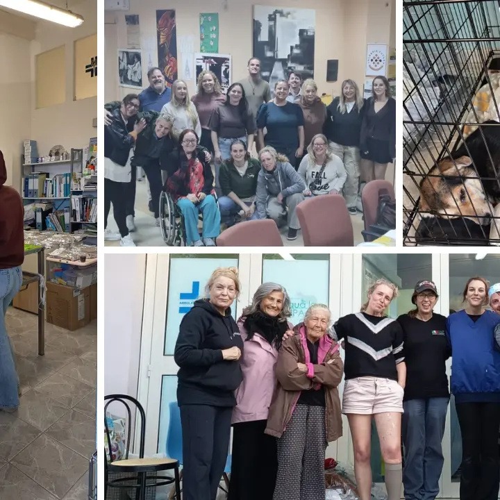 Sterilizzazioni gratuite per cani e gatti nel Vibonese: una settimana di interventi con l’equipe olandese di Filos Dog Rescue\n