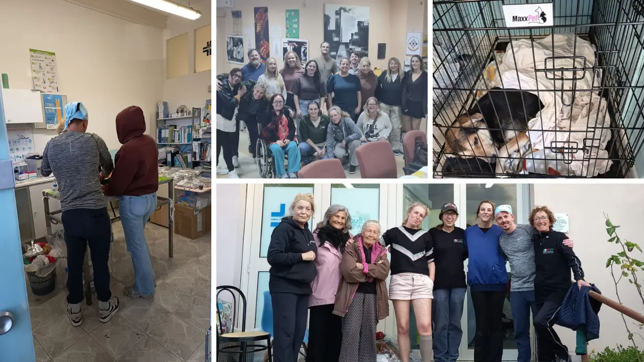 Sterilizzazioni gratuite per cani e gatti nel Vibonese: una settimana di interventi con l’equipe olandese di Filos Dog Rescue\n