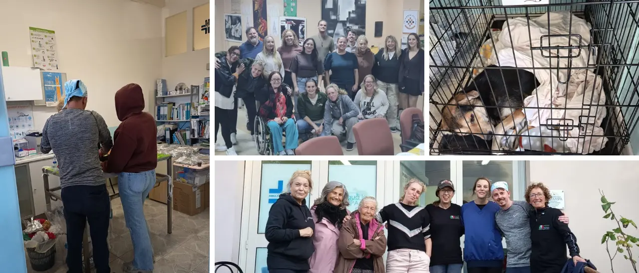 Sterilizzazioni gratuite per cani e gatti nel Vibonese: una settimana di interventi con l’equipe olandese di Filos Dog Rescue\n