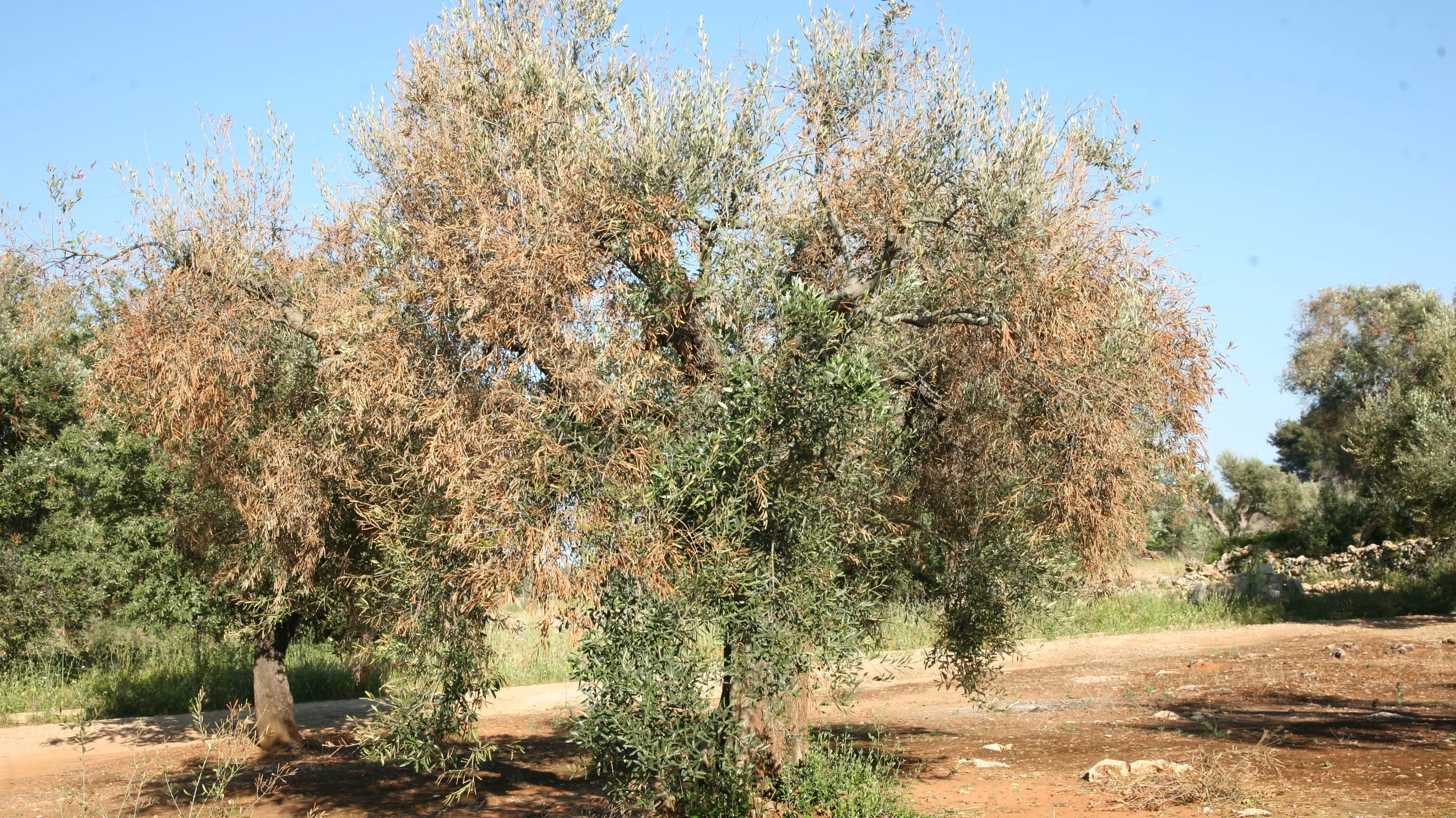 <p>Ulivi colpiti dalla Xylella</p>\\n