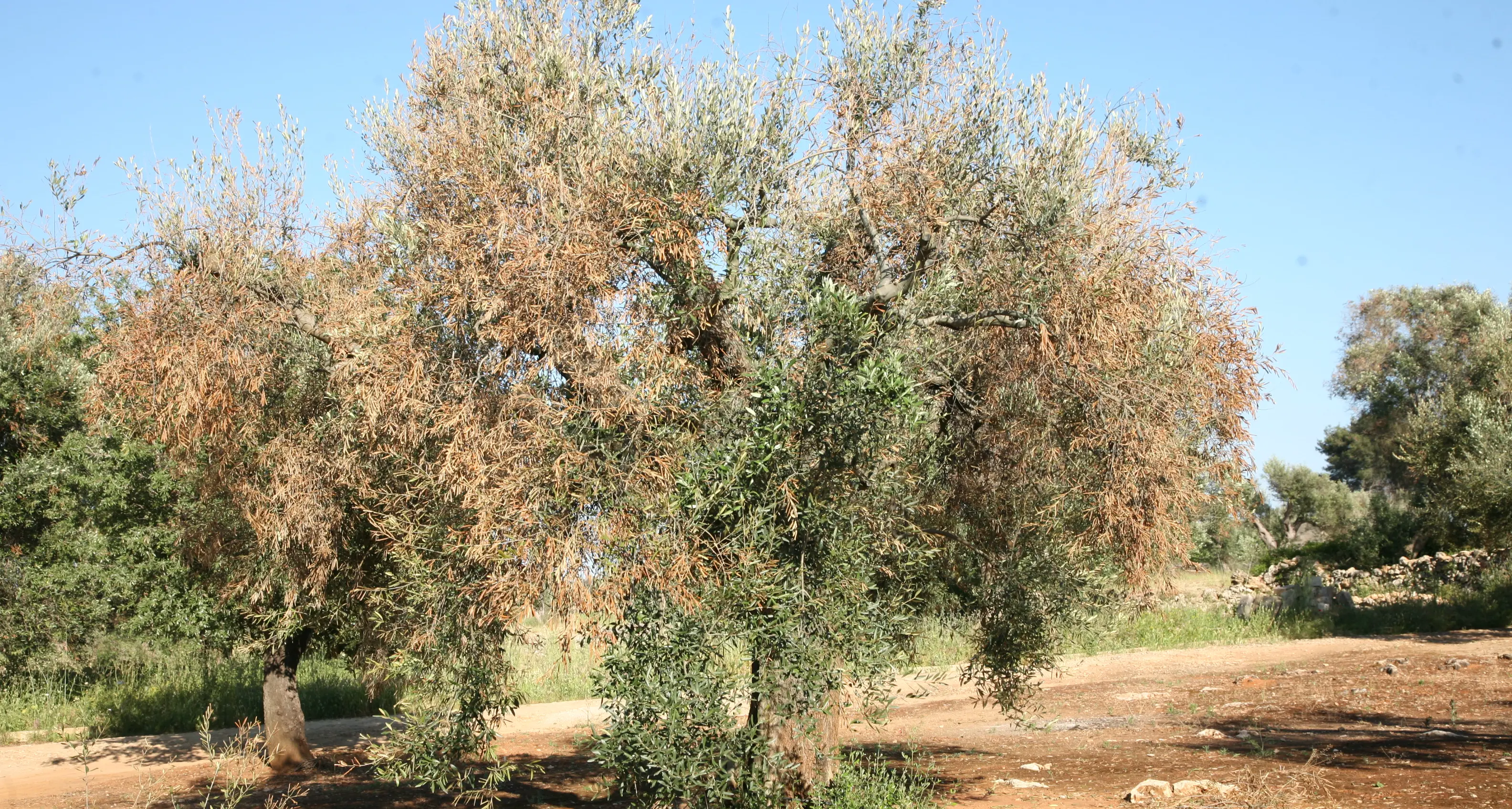 Allarme Xylella in Calabria, la Cia Agricoltori italiani: «Serve un piano regionale di difesa olivicola»\n