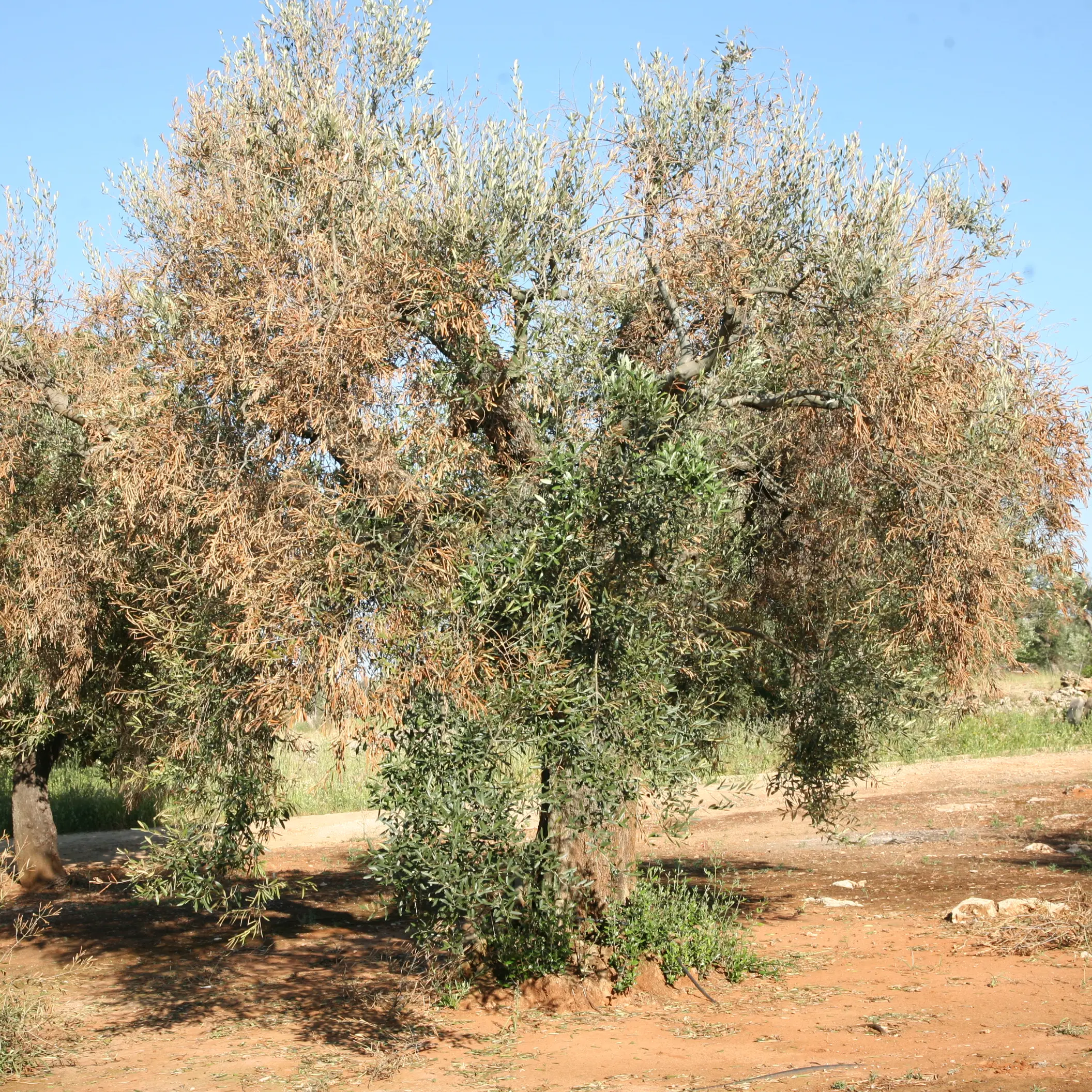 Xylella in Calabria, è allarme anche per il cosentino?