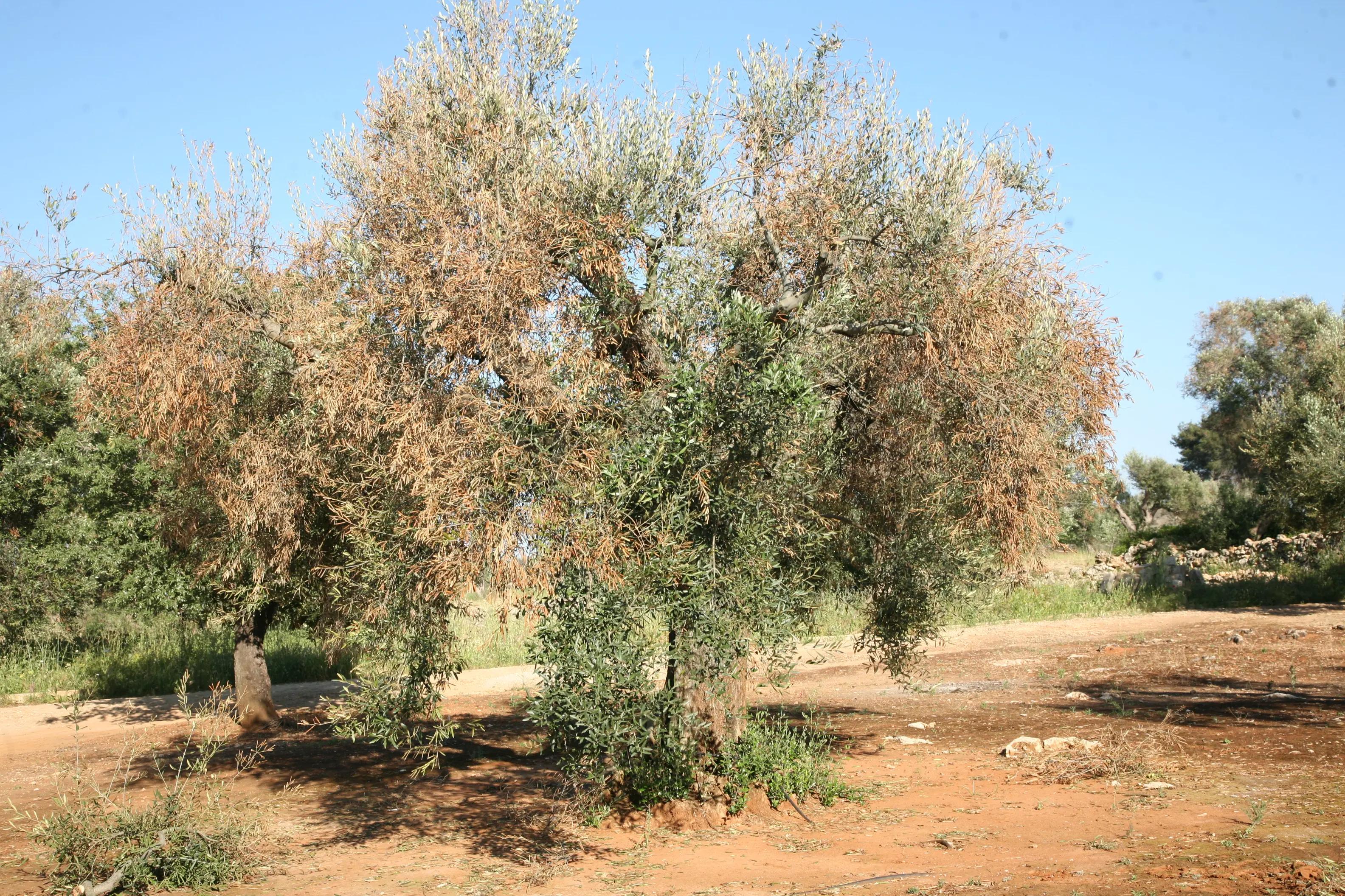 Xylella in Calabria, è allarme anche per il cosentino?