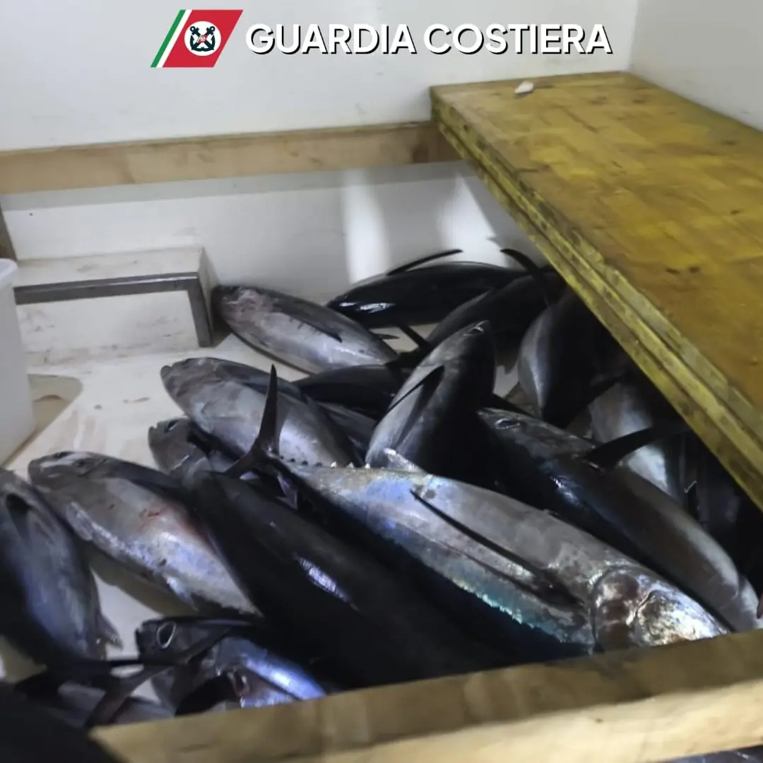 La Guardia Costiera di Crotone sequestra 250 chili di tonni alalunga a Cirò Marina\n