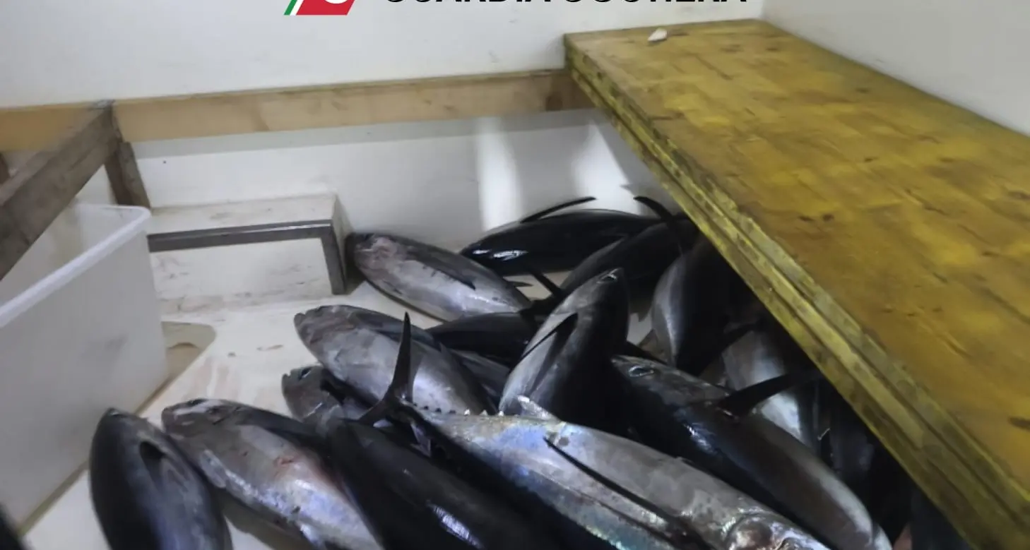 La Guardia Costiera di Crotone sequestra 250 chili di tonni alalunga a Cirò Marina\n