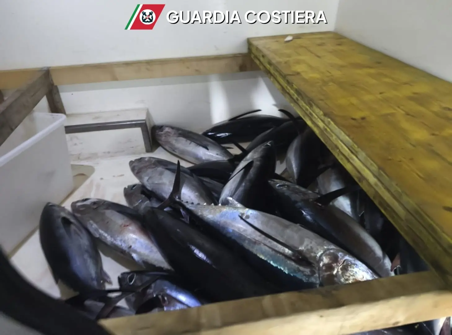 La Guardia Costiera di Crotone sequestra 250 chili di tonni alalunga a Cirò Marina\n