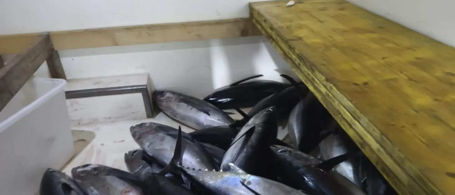 La Guardia Costiera di Crotone sequestra 250 chili di tonni alalunga a Cirò Marina\n