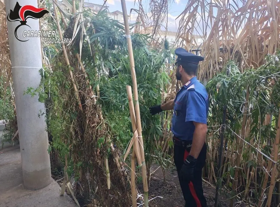 Africo, già ai domiciliari deteneva cannabis in casa: arrestato