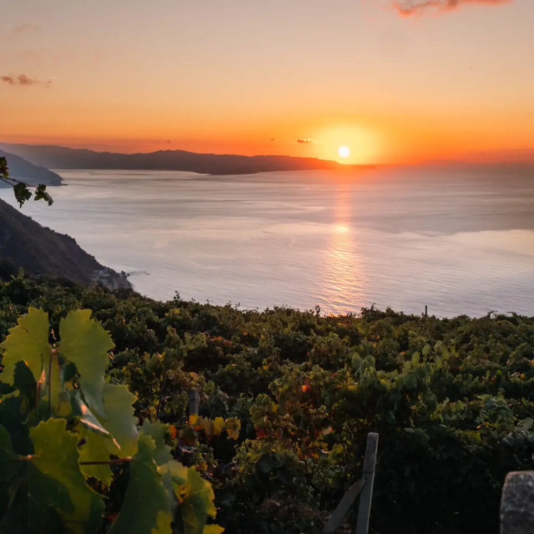 Al via Calabria Wine Expo 2025, la prima fiera dedicata alle eccellenze del vino Calabrese