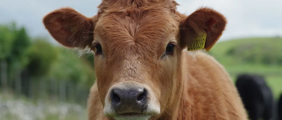 In tre immobilizzano un anziano a Limbadi e gli portano via due bovini e il portafoglio\n