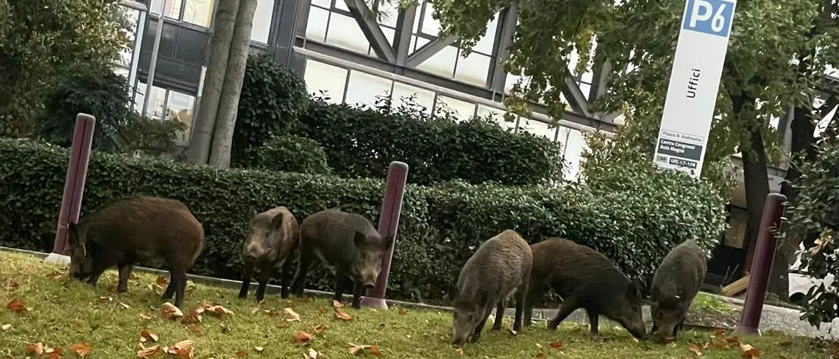 Unical, altro che allerta meteo: è emergenza cinghiali